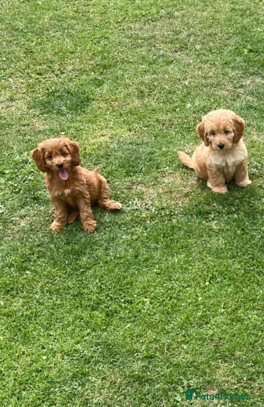 Cockapoo dogs for sale: Cockapoo puppies  - Image 8
