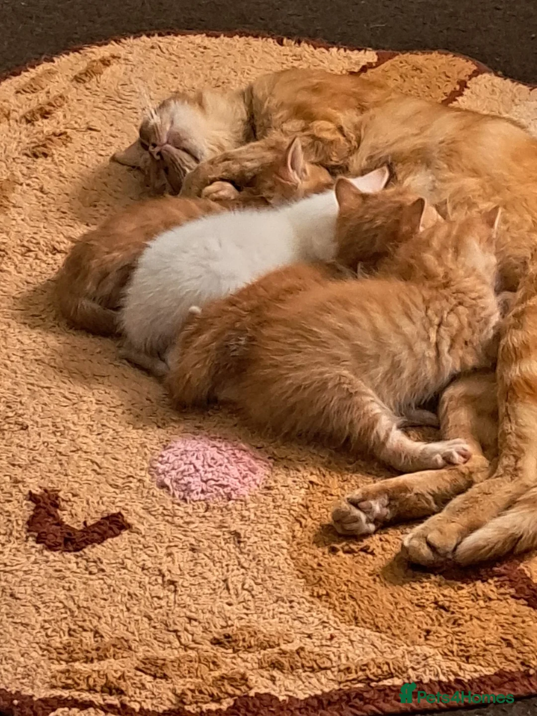 Mixed Breed cats for sale: Ginger, ginger white,white kittens prices vary - Advert 1