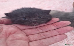 Mixed Breed cats for sale: Bsh cross maine coon - Image 15