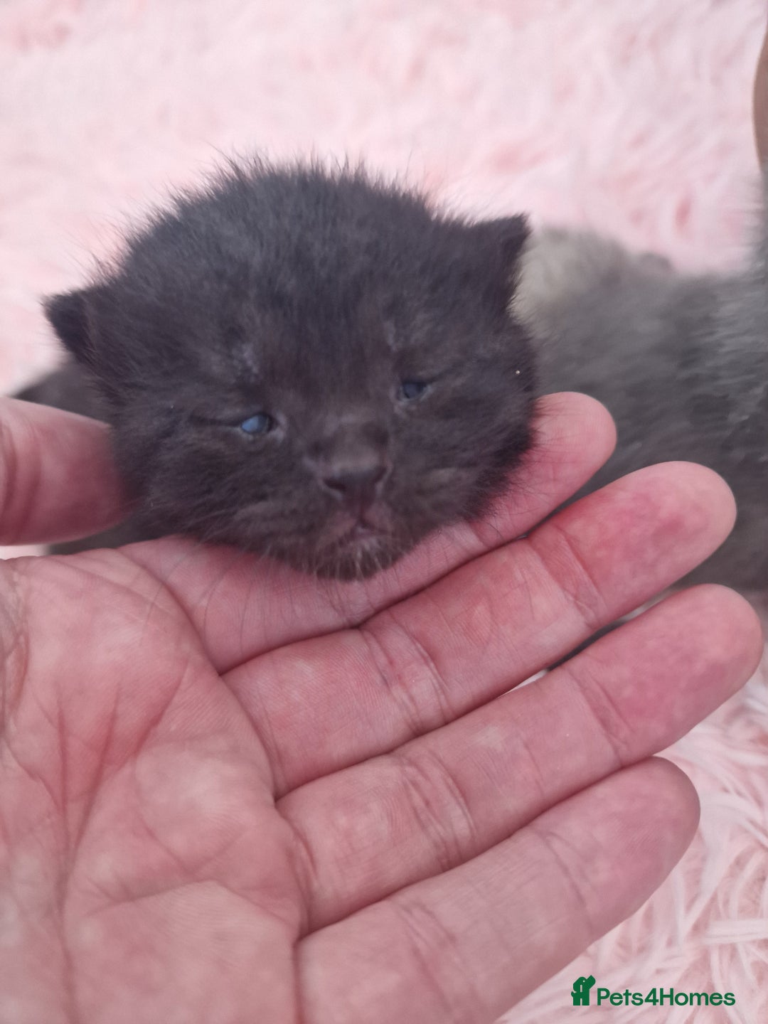 Mixed Breed cats for sale: Bsh cross maine coon - Image 15