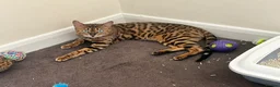 Bengal cats for sale: ❤️ Stunning Purebred TICA-Registered Bengal Female - Advert 3