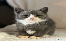 British Shorthair cats for sale: British shorthair kittens  - Image 13