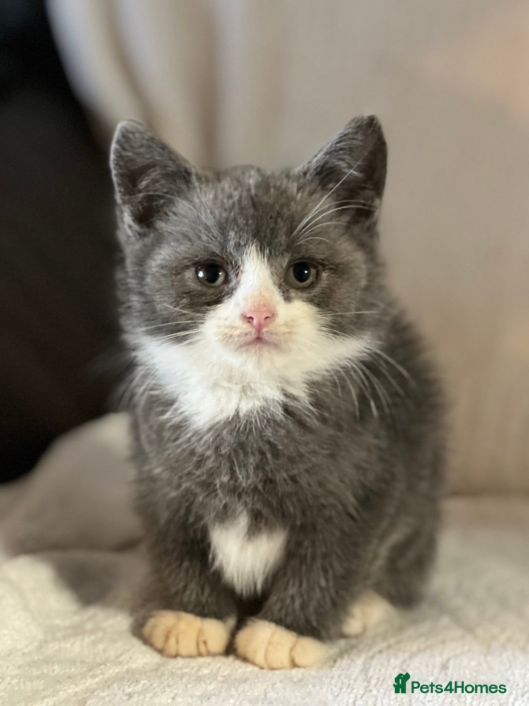 British Shorthair cats for sale: British shorthair kittens  - Image 13