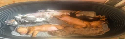 Dachshund dogs for sale: Lovely dachshunds!!! - Advert 14
