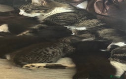 Mixed Breed cats for sale: Adorable 6 week Kittens Looking for Loving Homes! - Image 11