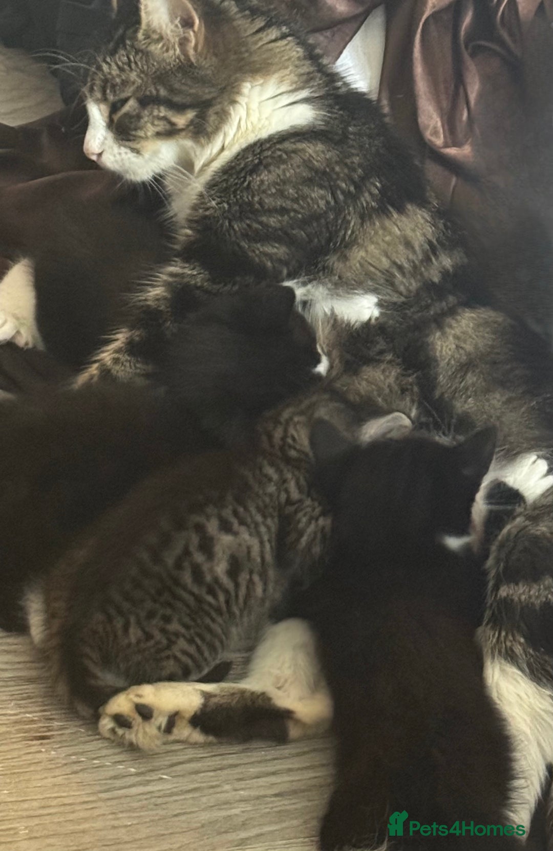 Mixed Breed cats for sale: Adorable 6 week Kittens Looking for Loving Homes! - Image 11