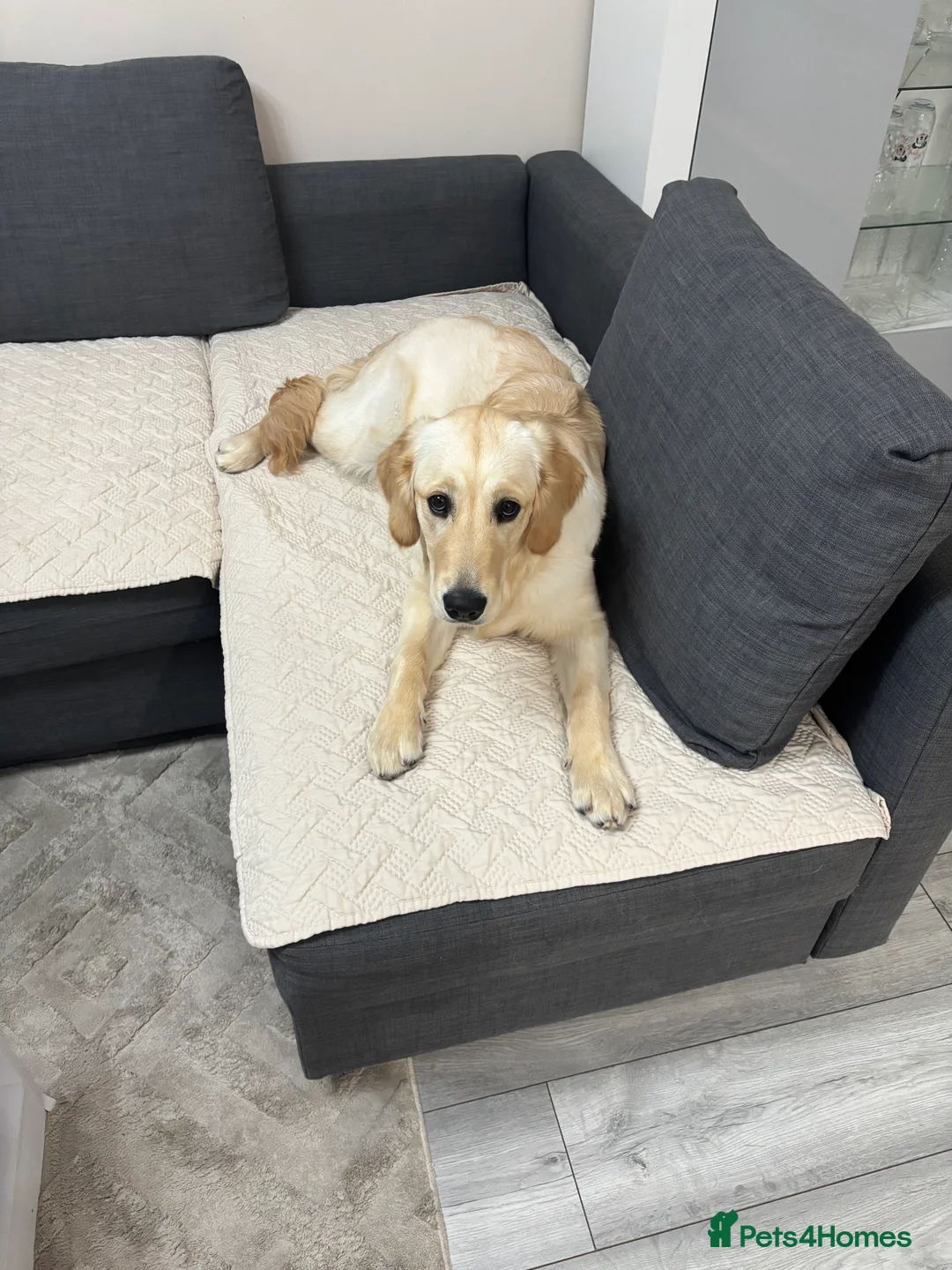 Golden Retriever dogs for sale: KC reg 7 months old Golden Retriever girl - Advert 8