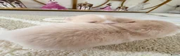 Pomeranian dogs for sale: Pomeranian Puppies - Advert 10