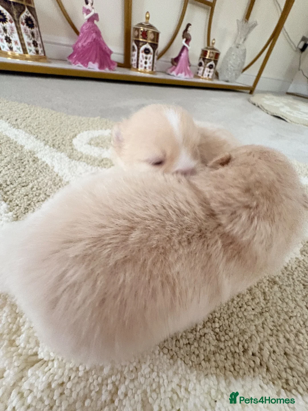 Pomeranian dogs for sale: Pomeranian Puppies LAST BOY LEFT  - Advert 21