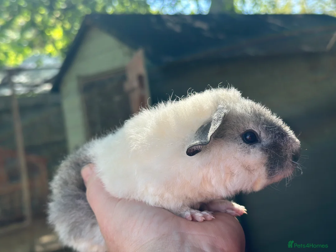 Guinea Pig rodents for sale: Lovely boys - Advert 1