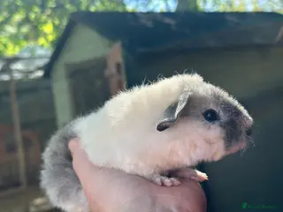 Guinea Pig rodents Lovely boys - Advert 1