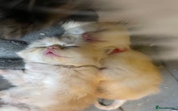 Mixed Breed cats for sale: Health Tested Perdolls - Image 11