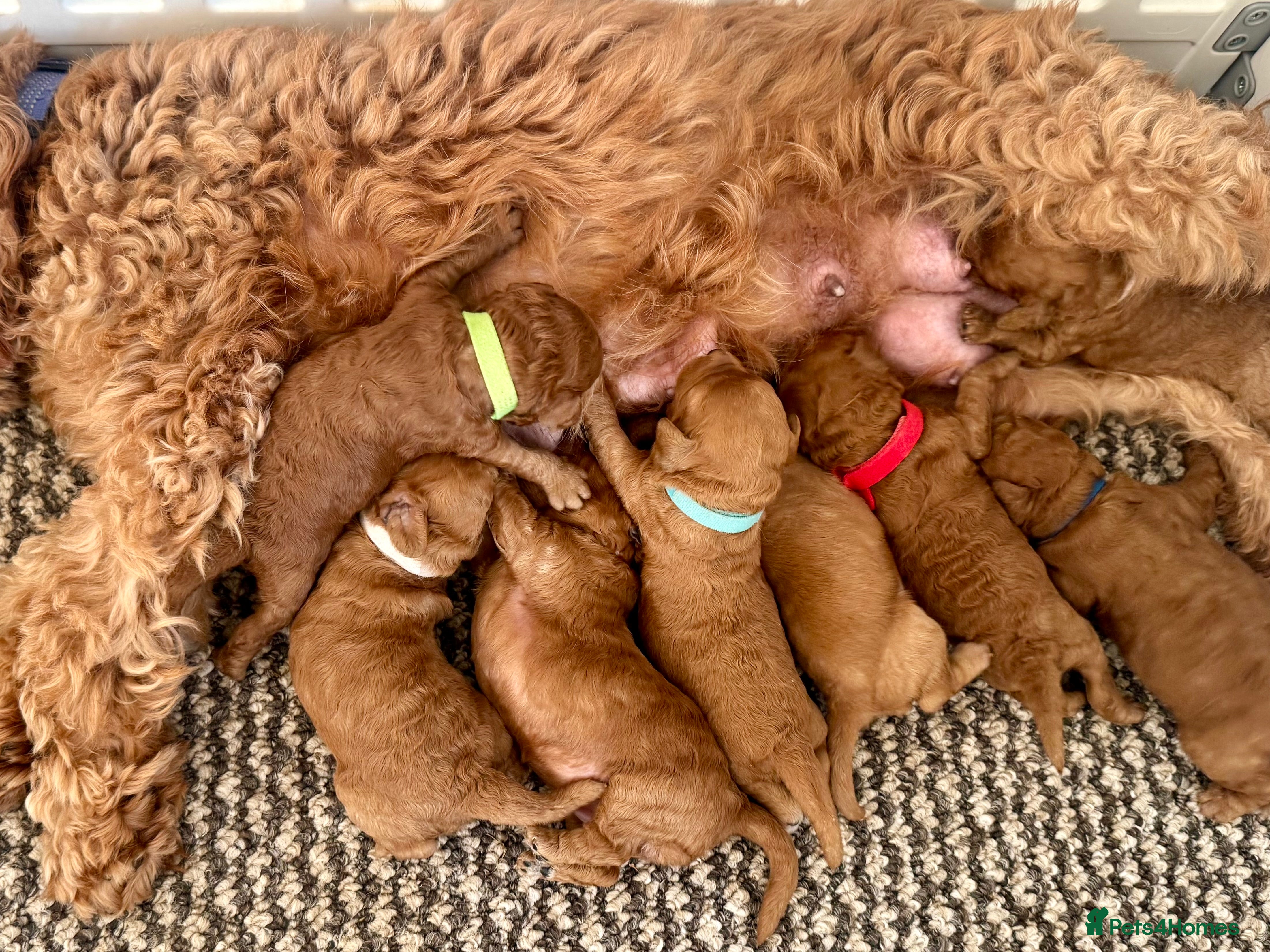 Cavapoo dogs F1b males 🐾 - Advert 2