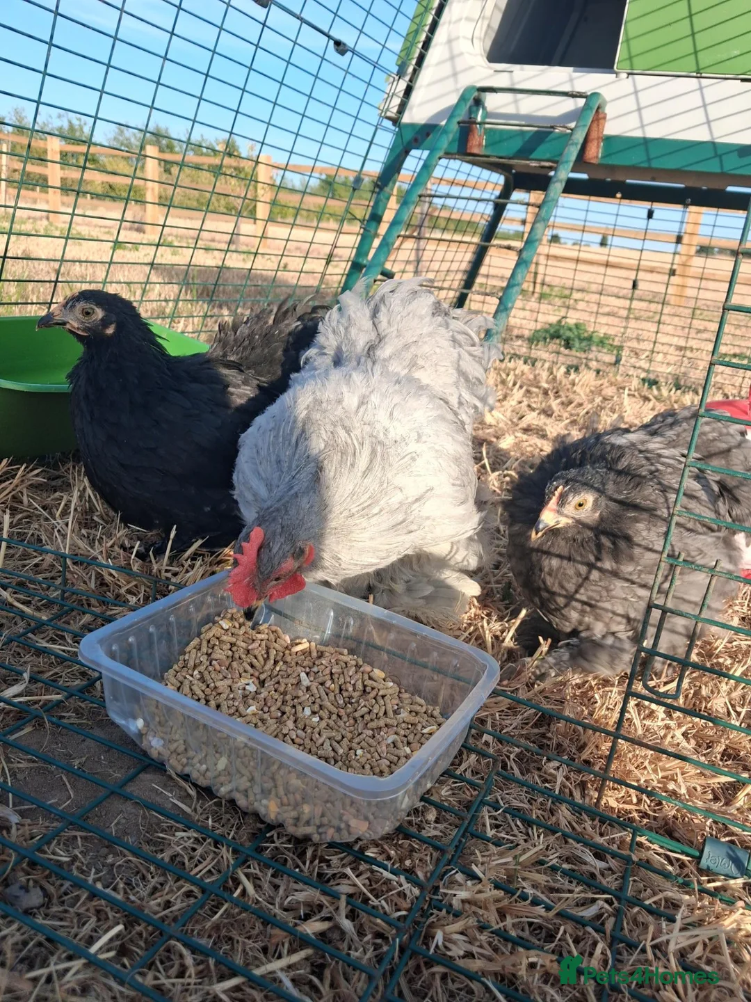 Chickens poultry for sale: Trio Pekin Bantam chickens in Mansfield - Advert 2