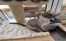 Maine Coon cats for sale: GCCF registered babies  - Image 11