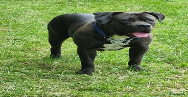 Mixed Breed dogs - Advert 15
