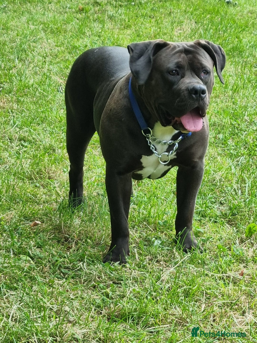 Mixed Breed dogs for sale: Free to good home female - Image 2