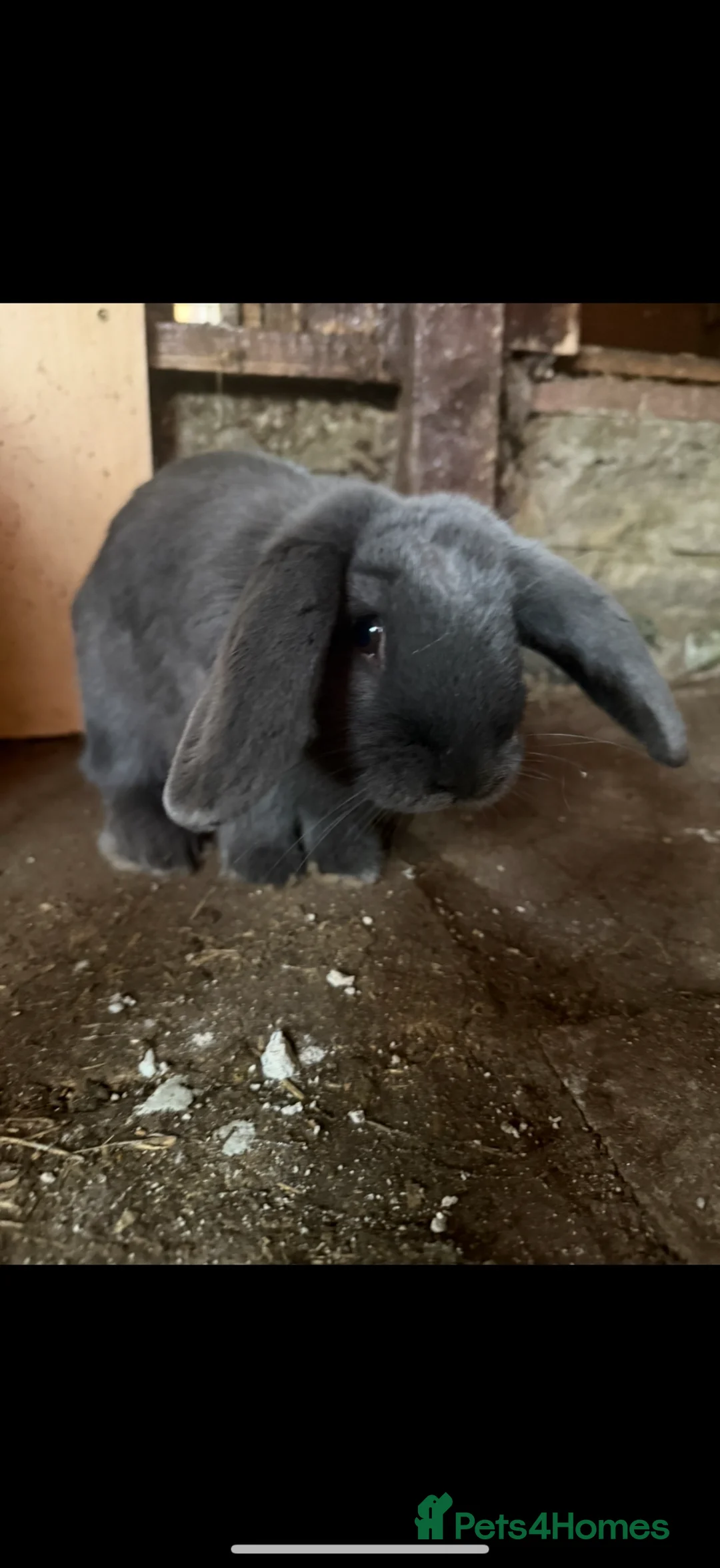 Mixed Breed rabbits for sale: Rabbit  in Bristol - Advert 2
