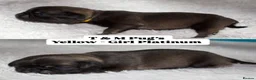 Pug dogs for sale: Stunning litter of kc pug puppies  - Advert 3