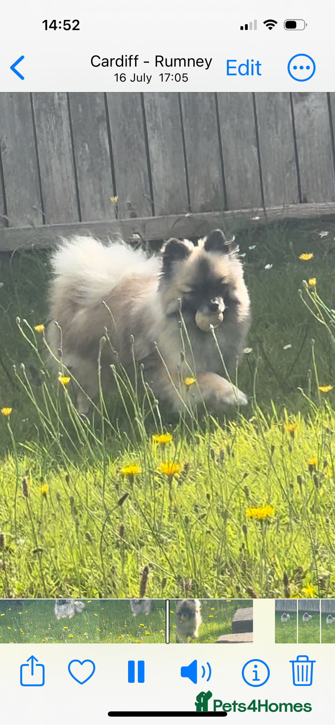 Pomeranian dogs for stud: 2kg, KC Registered, Proven, Pomeranian  in Cardiff - Advert 17