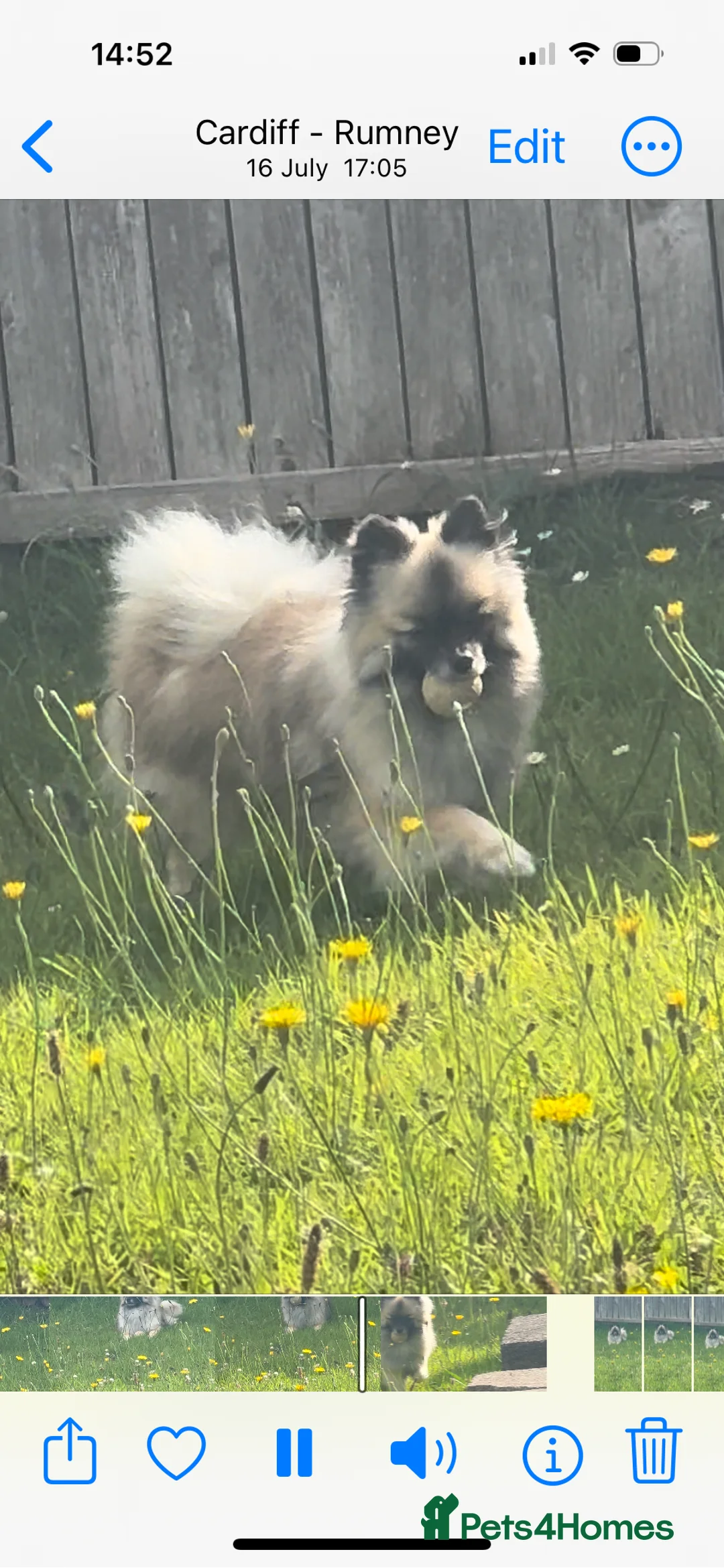 Pomeranian dogs for stud: 2kg, KC Registered, Proven, Pomeranian  in Cardiff - Advert 17