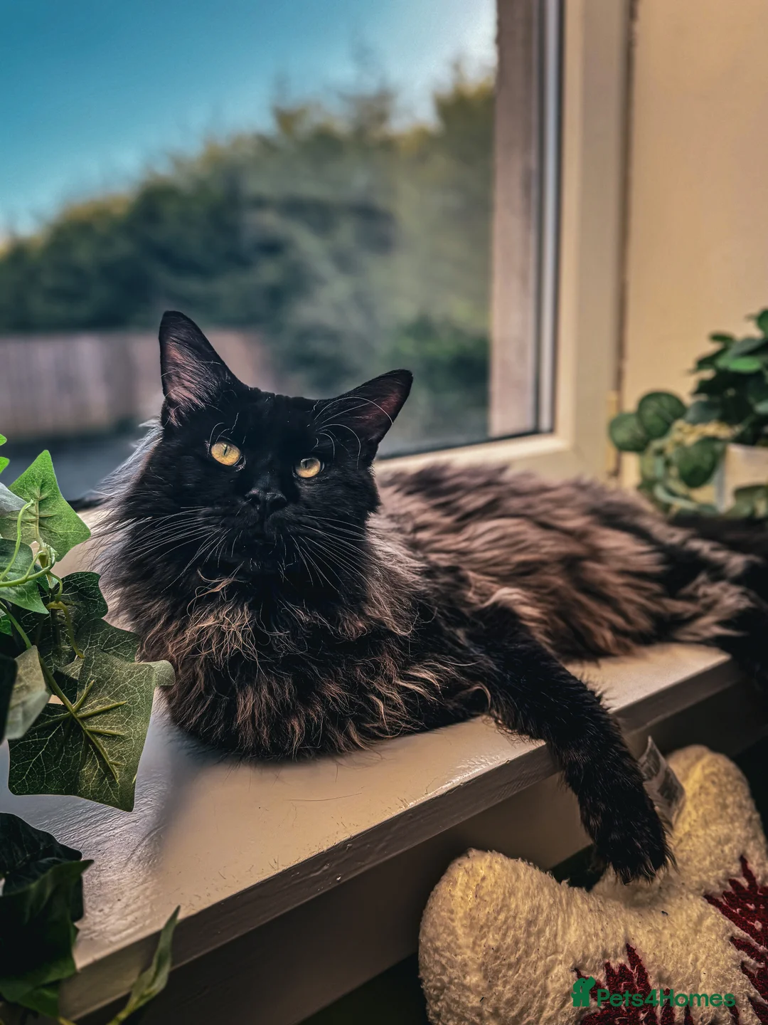 Maine Coon cats for sale: GCCF & TICA XXL MAINE COON (ACTIVE) - Advert 2