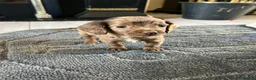 Cocker Spaniel dogs for sale: Beautiful Cockers  in Manchester - Advert 5