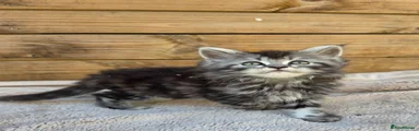 Maine Coon 6