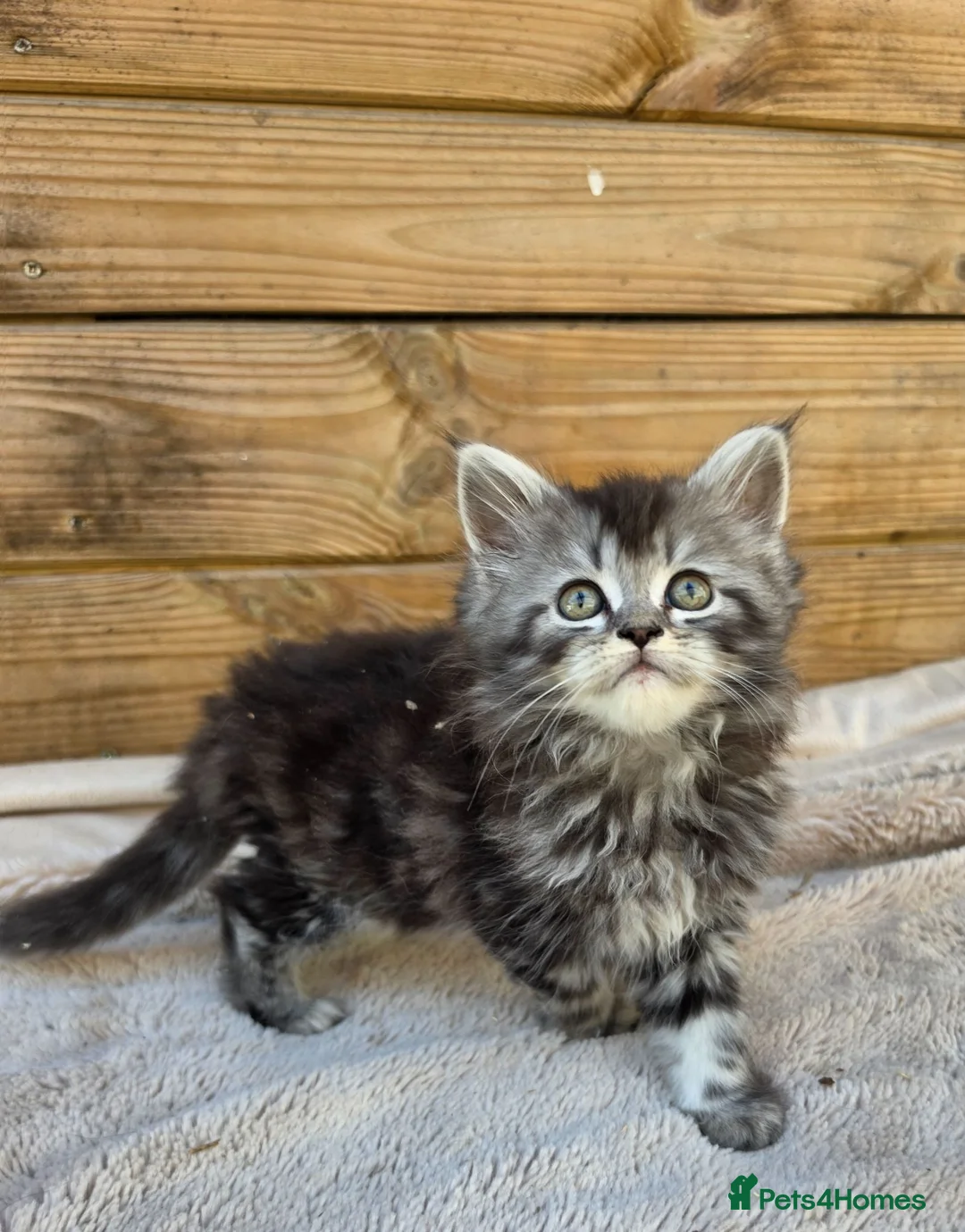 Maine Coon cats for sale: Maine Coon x Ragdoll x Persian  - Advert 21