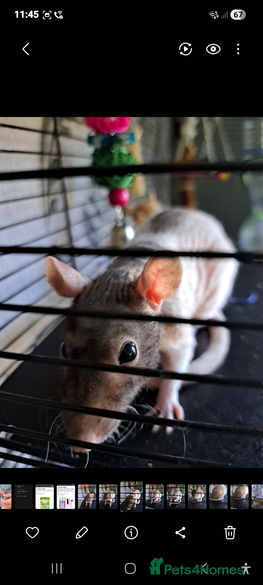 Rat rodents for sale: Bald fancy rats - Advert 2