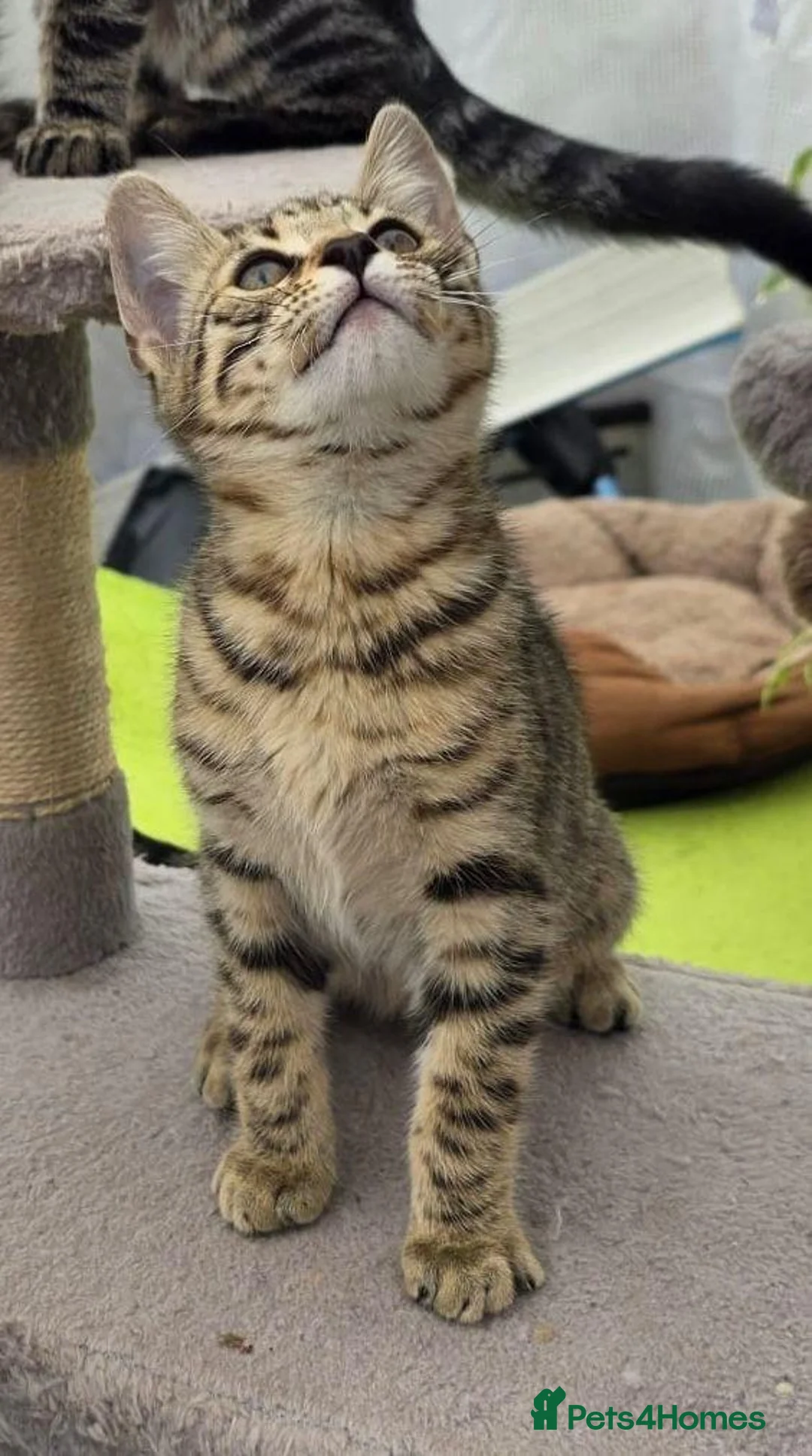 Mixed Breed cats for sale: Looking for my loving dream home!🐾 in Enfield - Advert 24