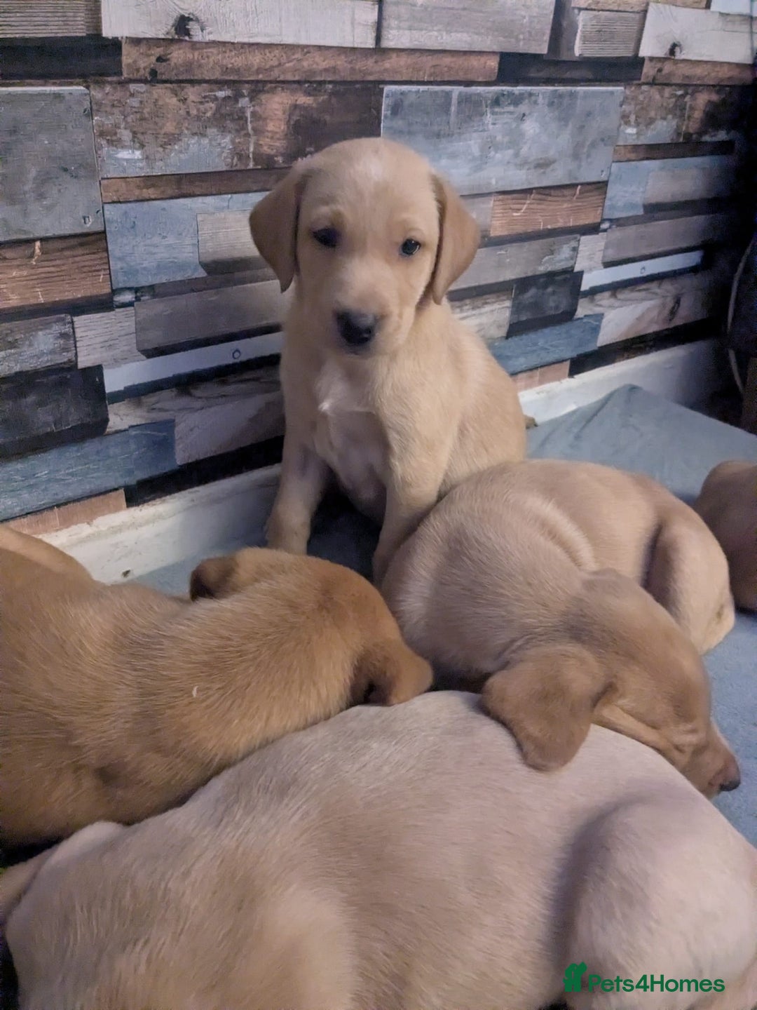 Labrador Retriever dogs for sale:  Fox red shade of yellow Labrador puppies for sale - Advert 11