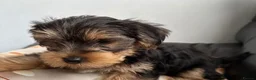 Yorkshire Terrier dogs for sale: Beautiful Litter  of Yorkshire Terrier Puppies in Edinburgh - Advert 5