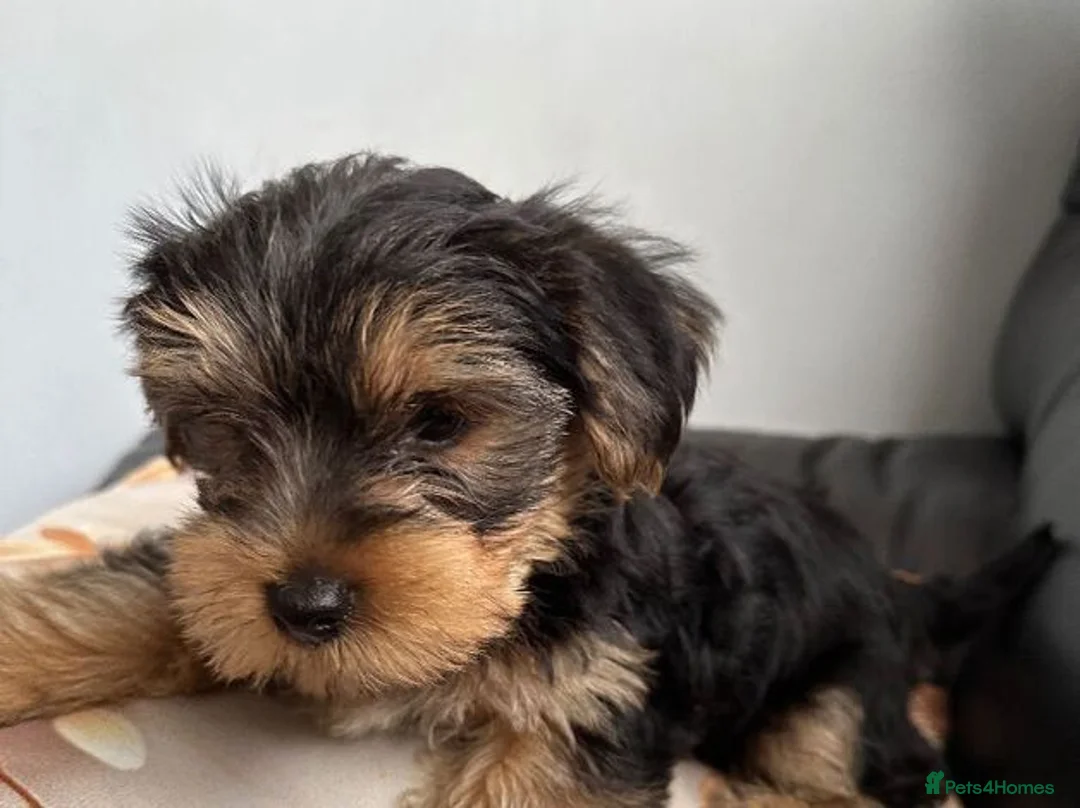 Yorkshire Terrier dogs for sale: Beautiful Litter  of Yorkshire Terrier Puppies in Edinburgh - Advert 5