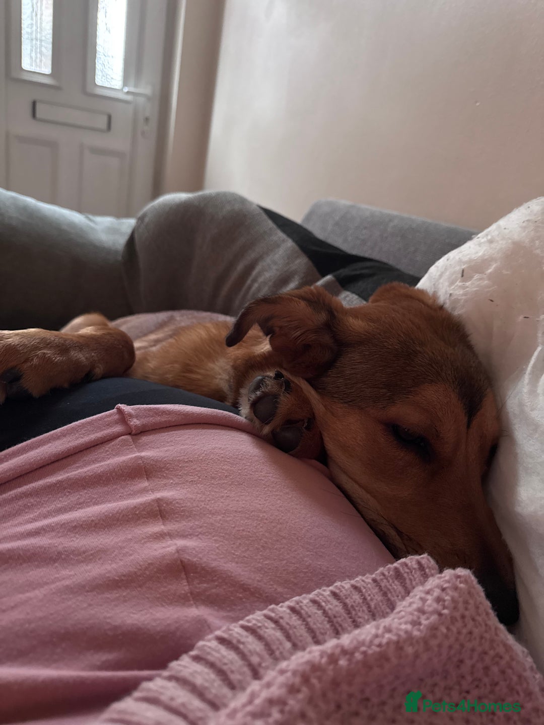 Mixed Breed dogs for sale: Loving and energetic  - Advert 7