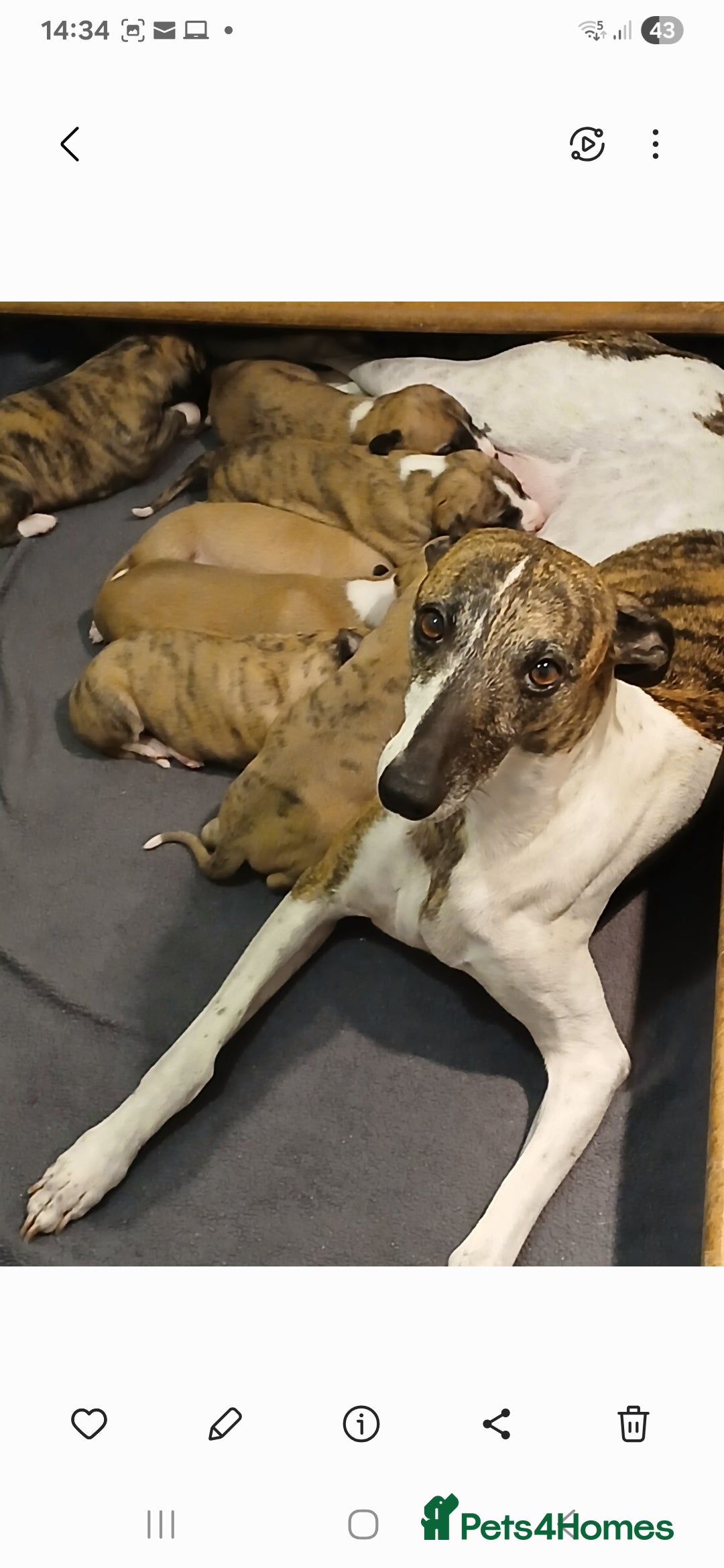 Whippet dogs for sale: Quality whippet pups from top show lines - Advert 2