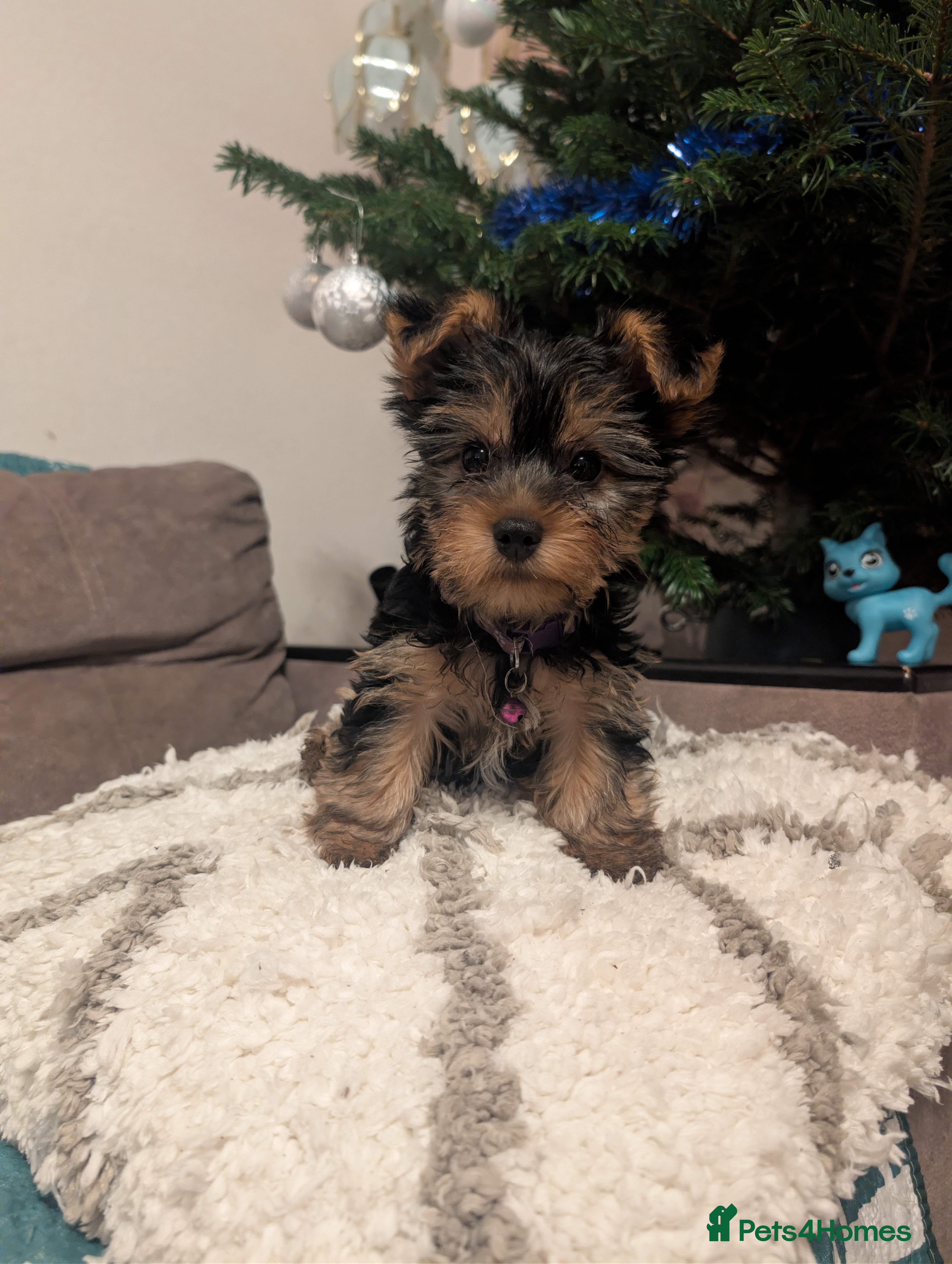 Yorkshire Terrier dogs Only 2 Females Left !! - Advert 14
