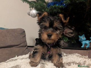 Yorkshire Terrier dogs Only 2 Females Left !! - Advert 8