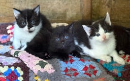 Domestic Shorthair cats for sale: Last 2 beautiful kittens - Image 4
