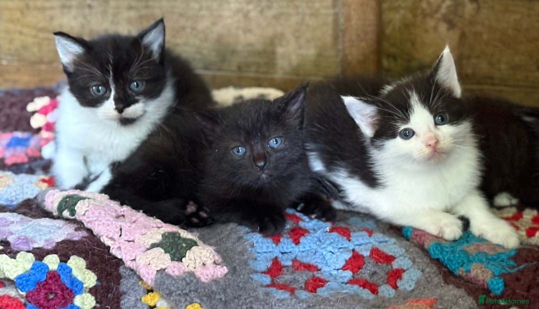 Domestic Shorthair cats for sale: Last 2 beautiful kittens - Image 4