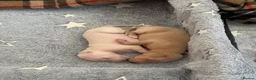 Italian Greyhound dogs for sale: Italian Greyhound puppies  in London - Advert 11