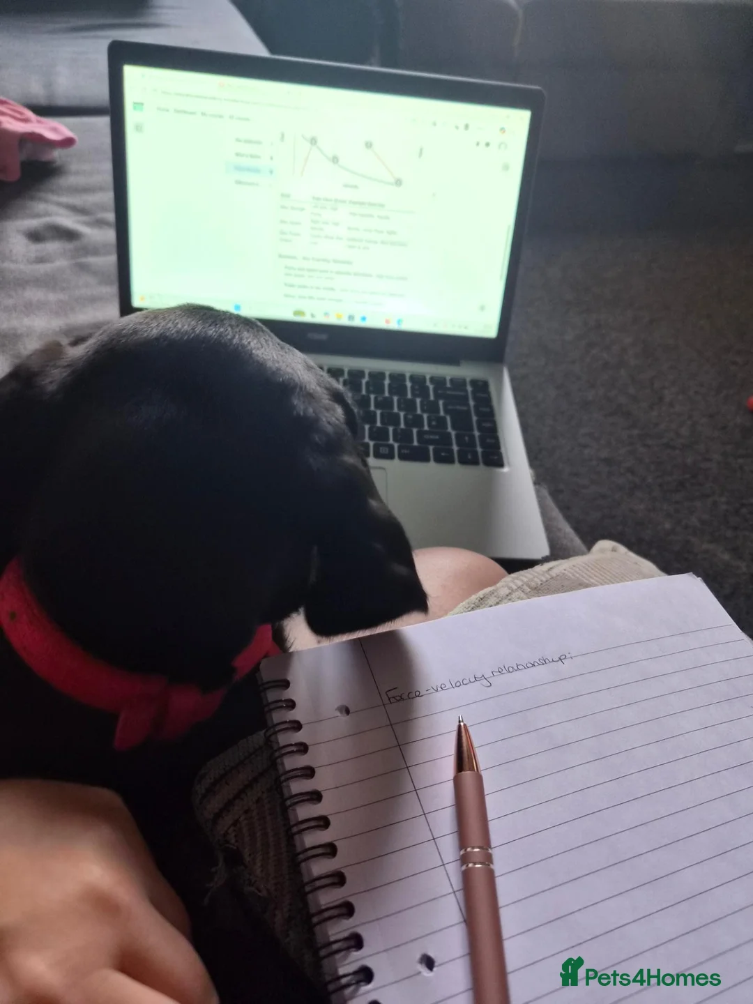 Labrador Retriever dogs for sale: Labrador puppy in Hull - Advert 2