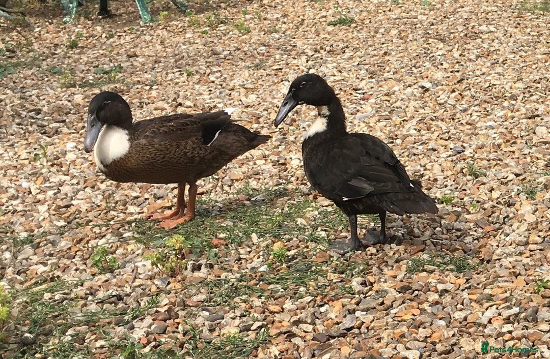 Ducks poultry for sale: Dutch Hookbill ducklings - Image 9