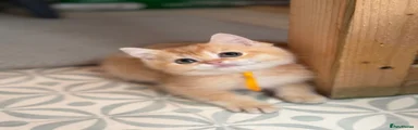 British Shorthair 3