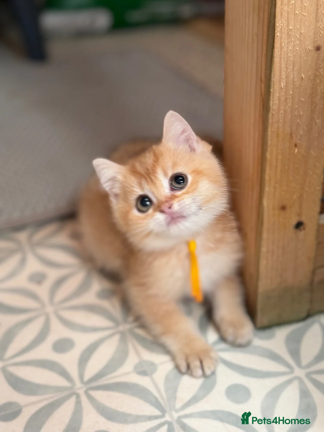 British Shorthair cats for sale: British shorthair/longhair golden kittens  - Advert 40