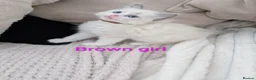 Ragdoll cats for sale: 3 beautiful Ragdoll kittens - Advert 1