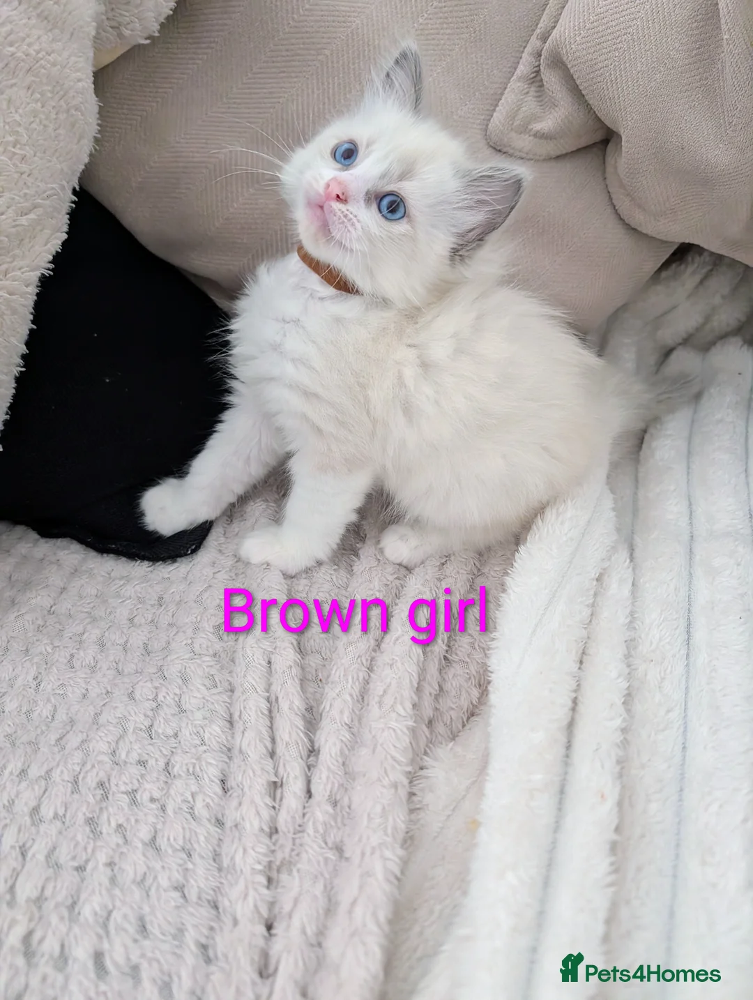 Ragdoll cats for sale: 3 beautiful Ragdoll kittens - Advert 1