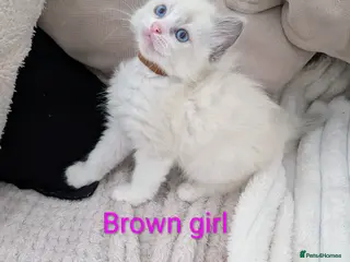 Ragdoll cats 3 beautiful Ragdoll kittens - Advert 1