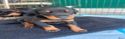 Dobermann dogs for sale: ABSOLUTELY STUNNING DOBERMAN PUPPIES FOR SALE in Boston - Advert 5