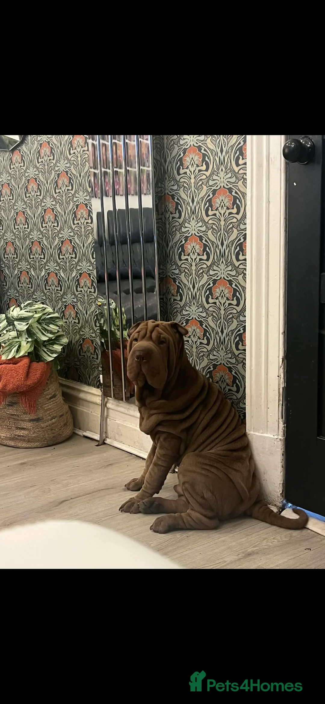 Gallery Image {{count}}